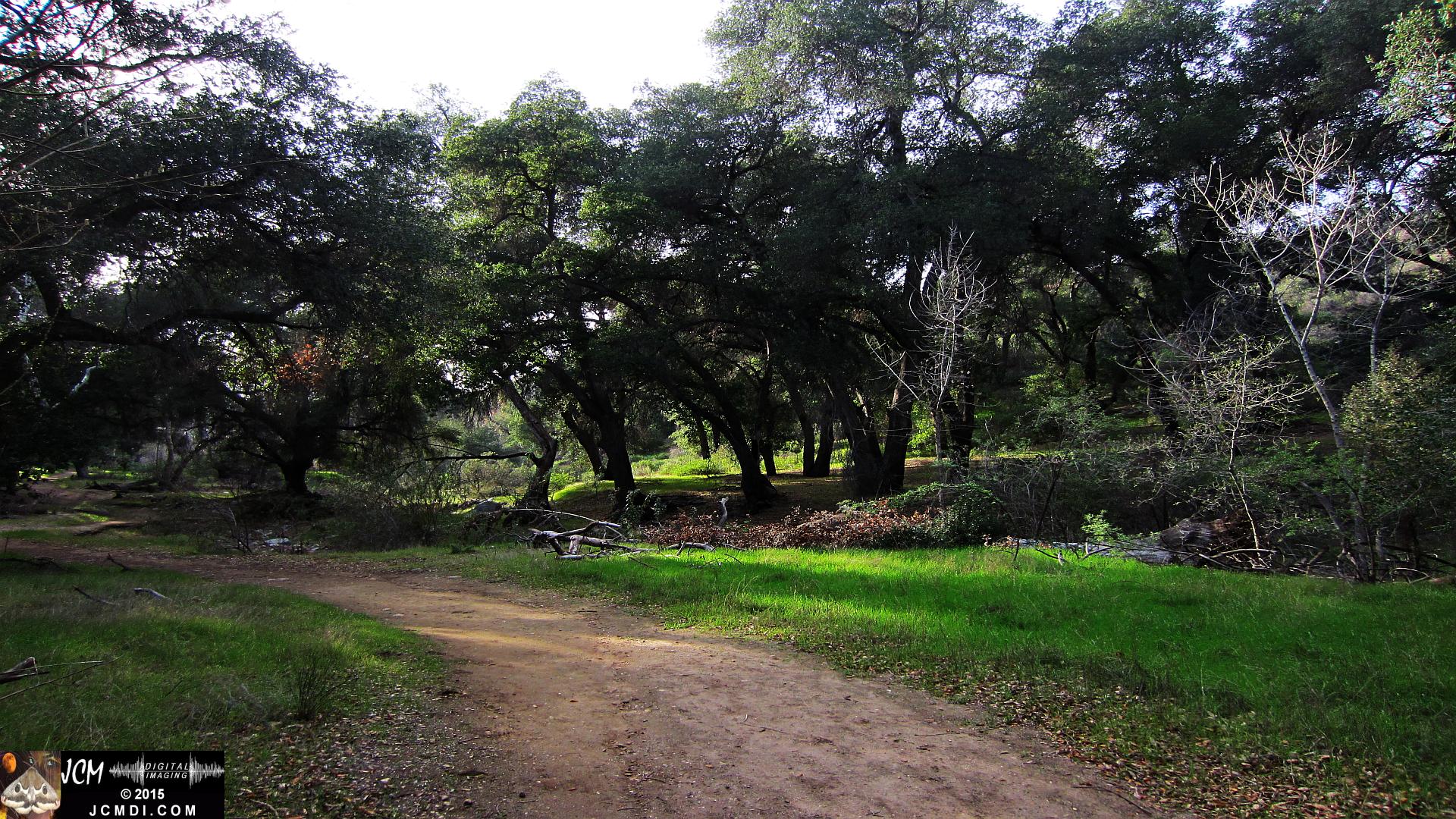 Whitney Canyon trail and forest